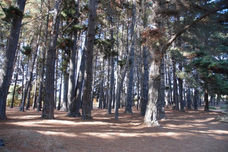 Bosque de pinus radiata en Algarrobo